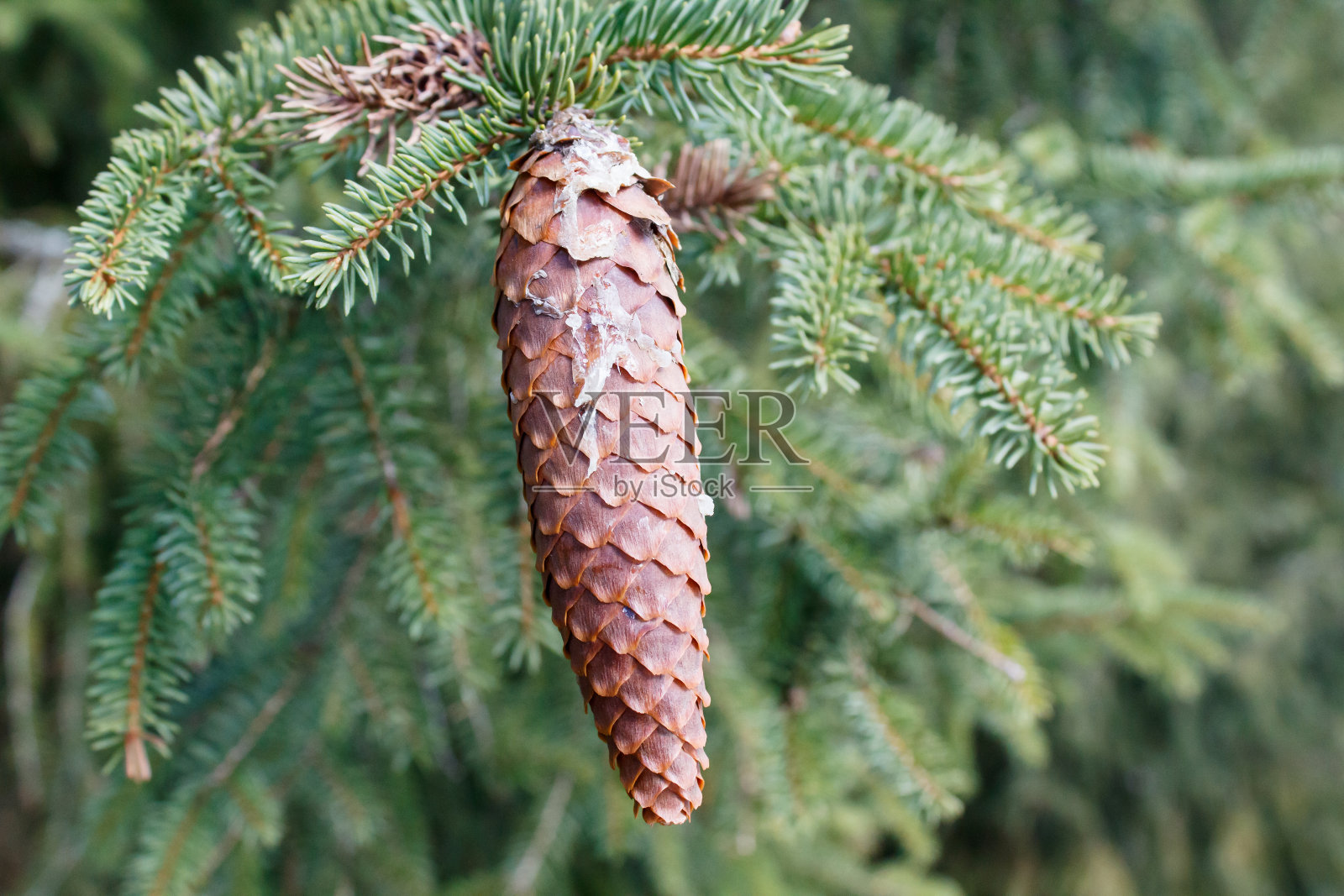 树上的圆锥体照片摄影图片