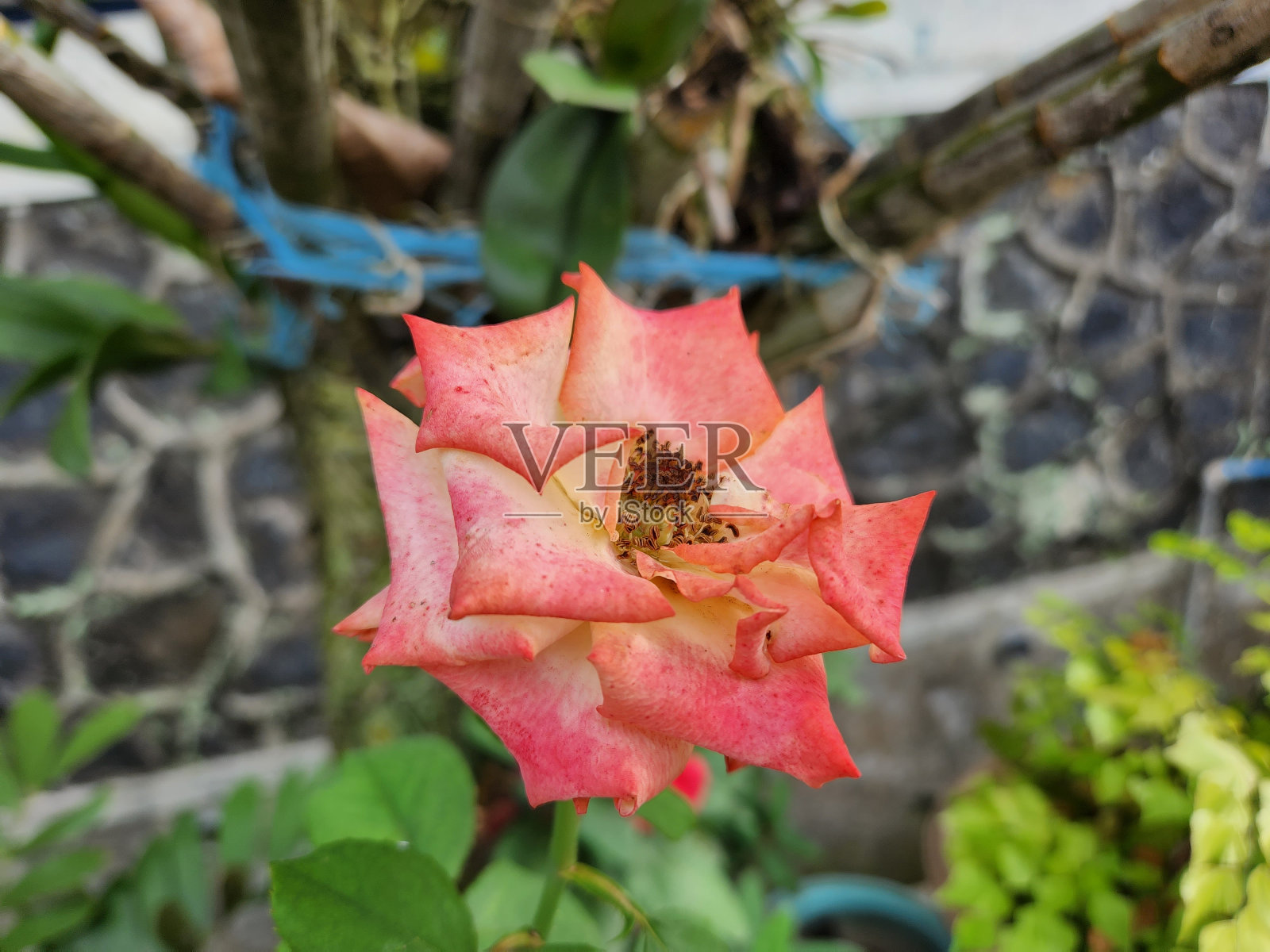 花照片摄影图片