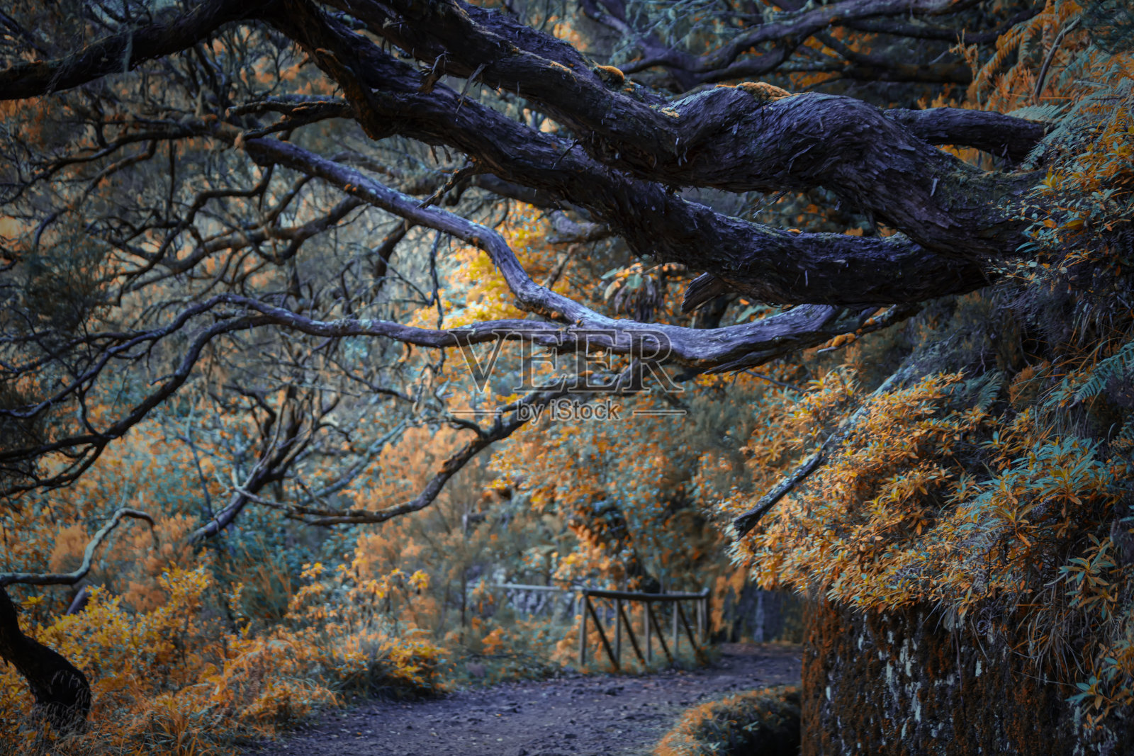 马德拉照片摄影图片