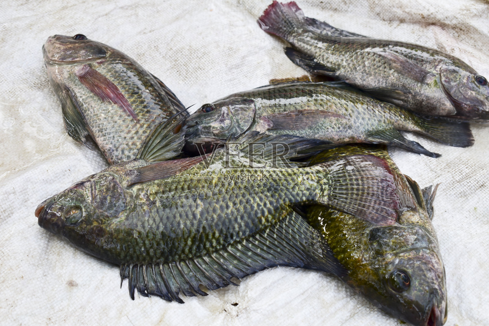 淡水罗非鱼是活的，罗非鱼是活的照片摄影图片