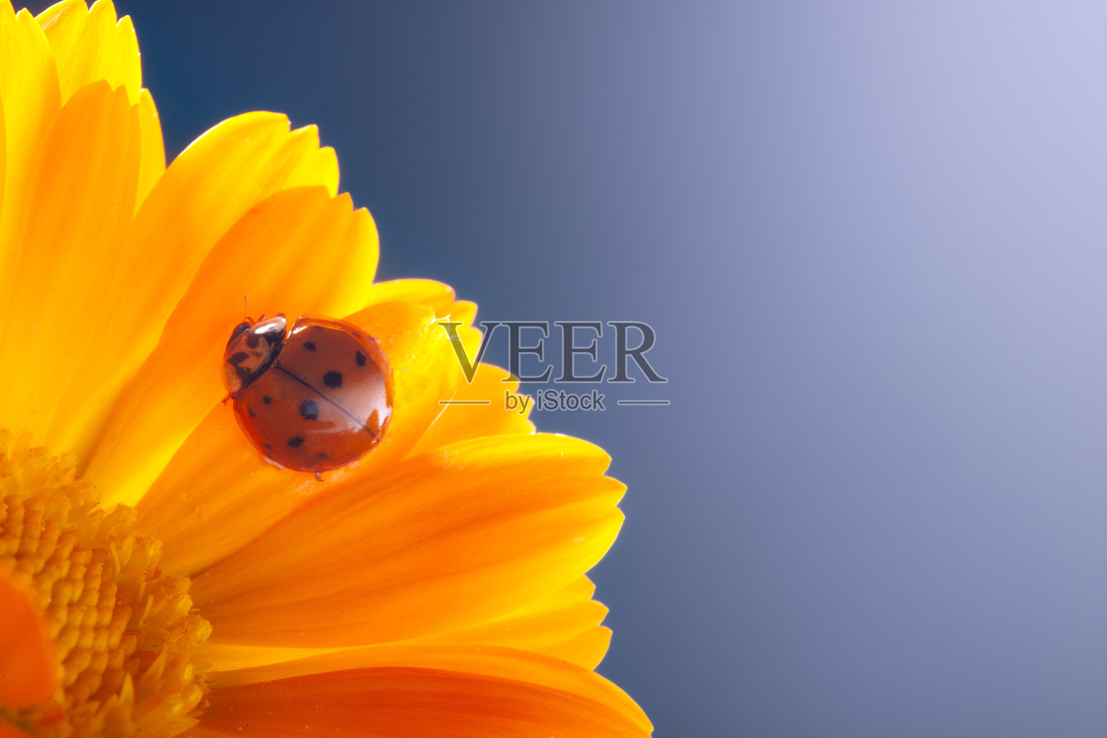 夏天，瓢虫在花园里春天的植物茎上爬行。红色瓢虫在黄花上。照片摄影图片