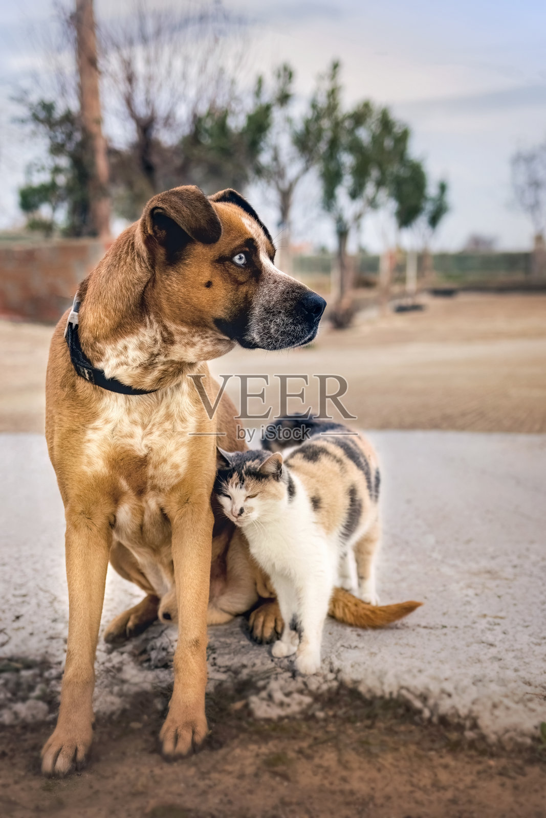 博克士哈士奇狗和猫在院子里是最好的朋友照片摄影图片