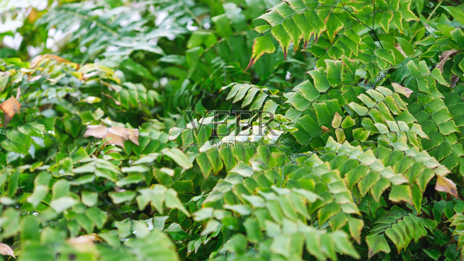 花园中蕨类树叶的特写图像照片摄影图片