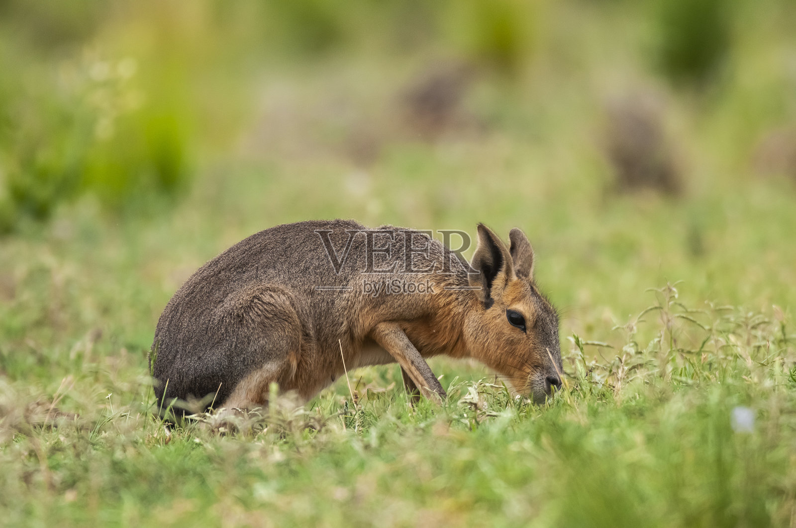 草原环境中的巴塔哥尼亚豚鼠，拉潘帕省，巴塔哥尼亚，阿根廷照片摄影图片