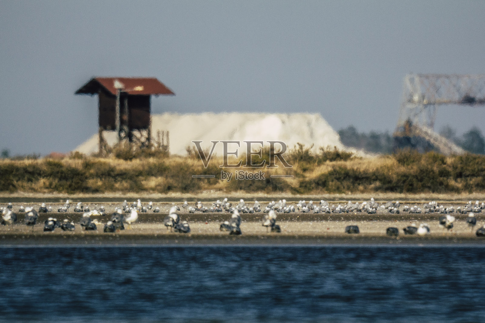 一些鸟在盐湖里照片摄影图片