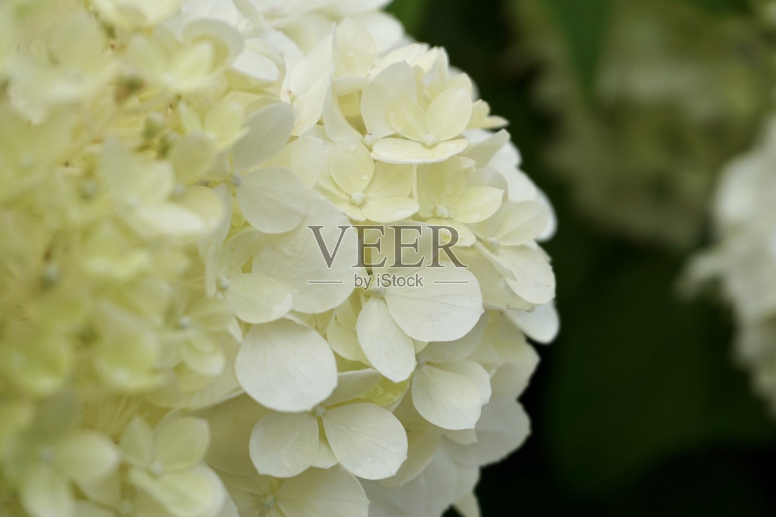 绣球花树“安娜贝尔”(安娜贝尔)
这个品种是世界上最常见的。非常具有装饰性，耐寒，朴实无华。照片摄影图片