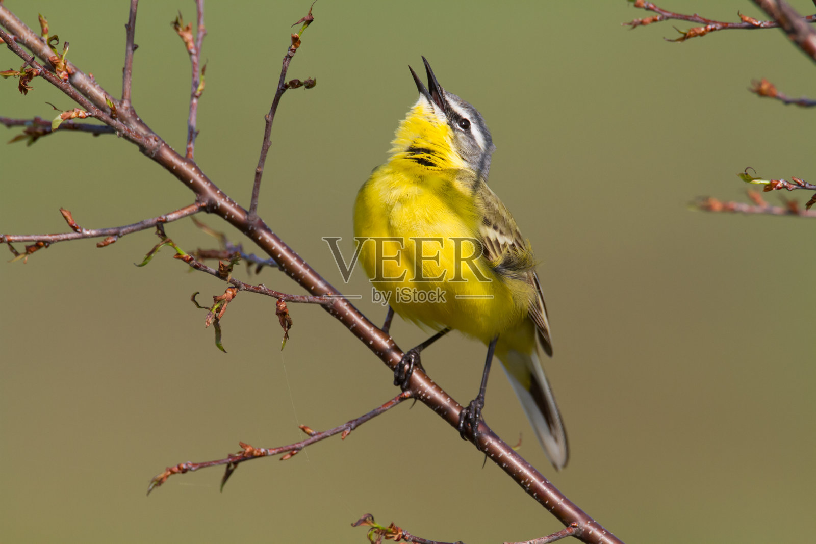 草地上的黄色Wagtail鸟，欧洲波兰照片摄影图片