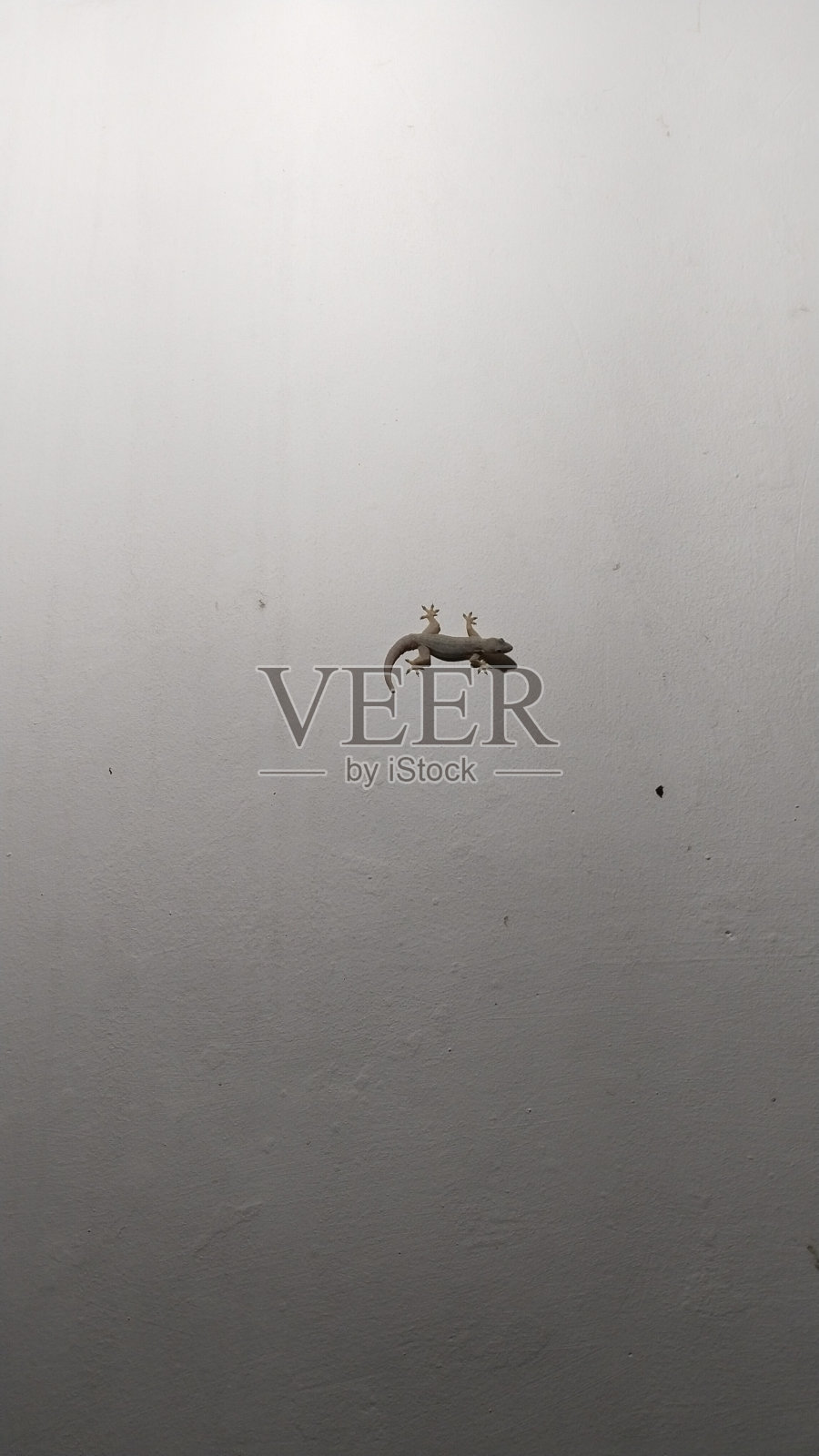 白墙上的蜥蜴。照片摄影图片