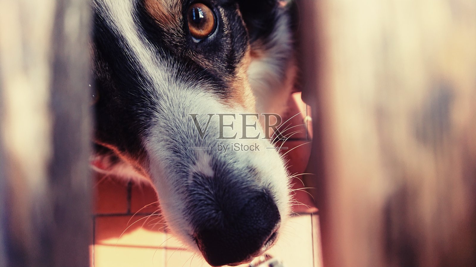 狗在桌子下面照片摄影图片