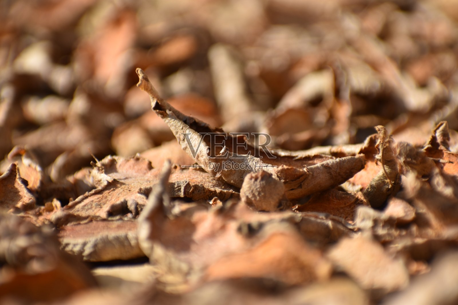 干燥姜黄照片摄影图片