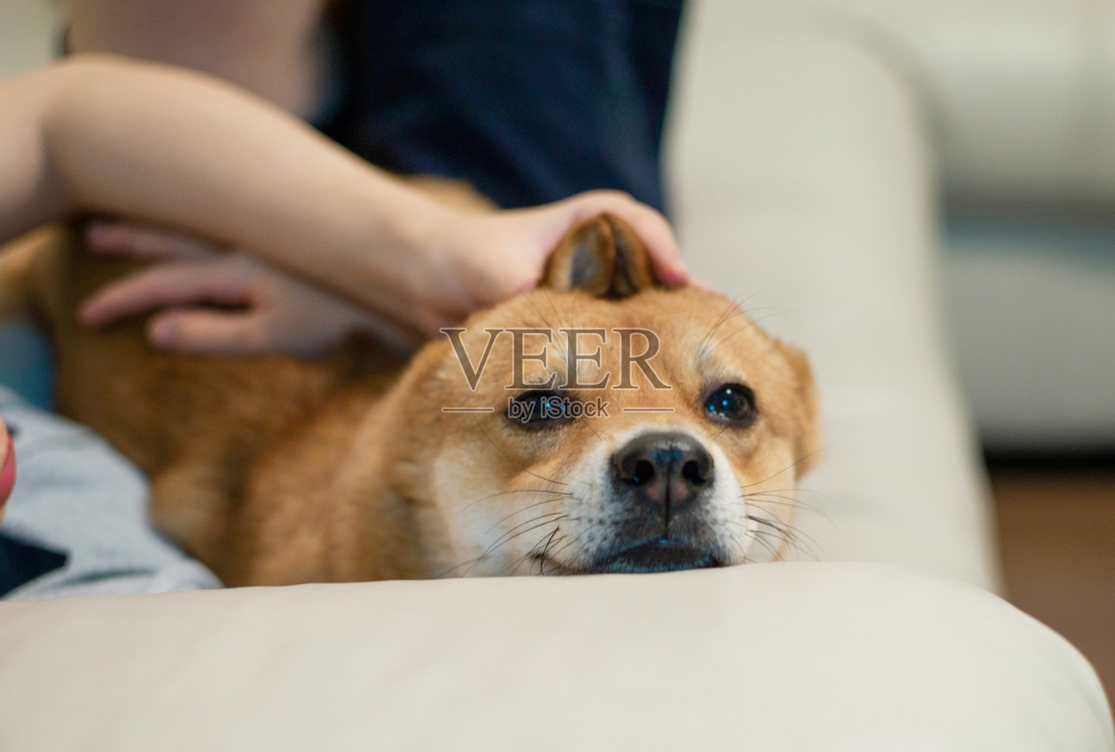 小狗被爱抚照片摄影图片