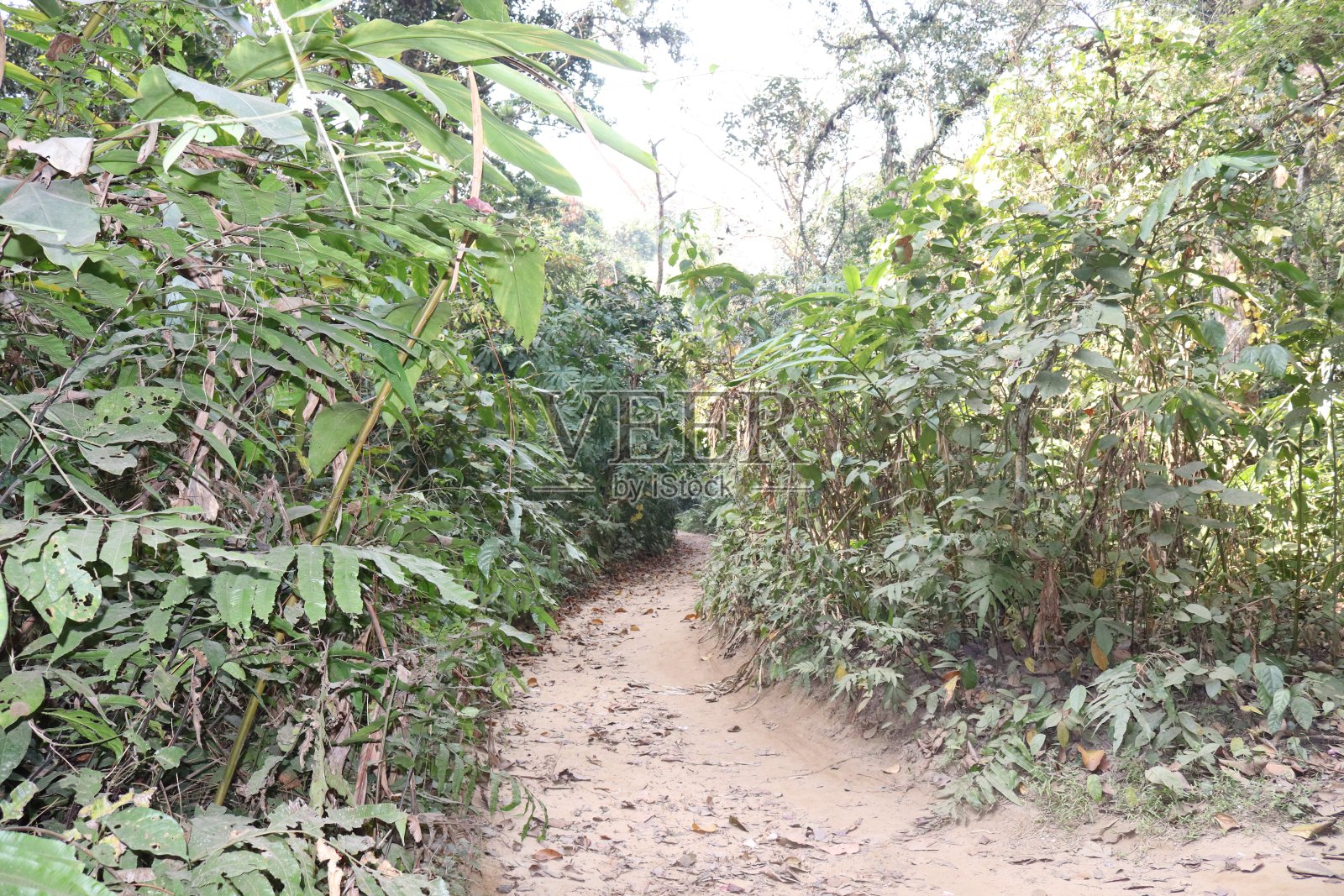 孟加拉国锡利特丛林一侧的一条美丽街道照片摄影图片