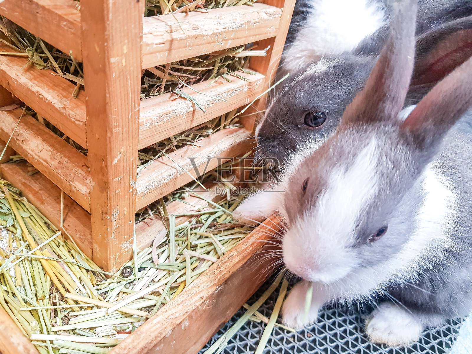 小兔子宝宝正在吃草照片摄影图片