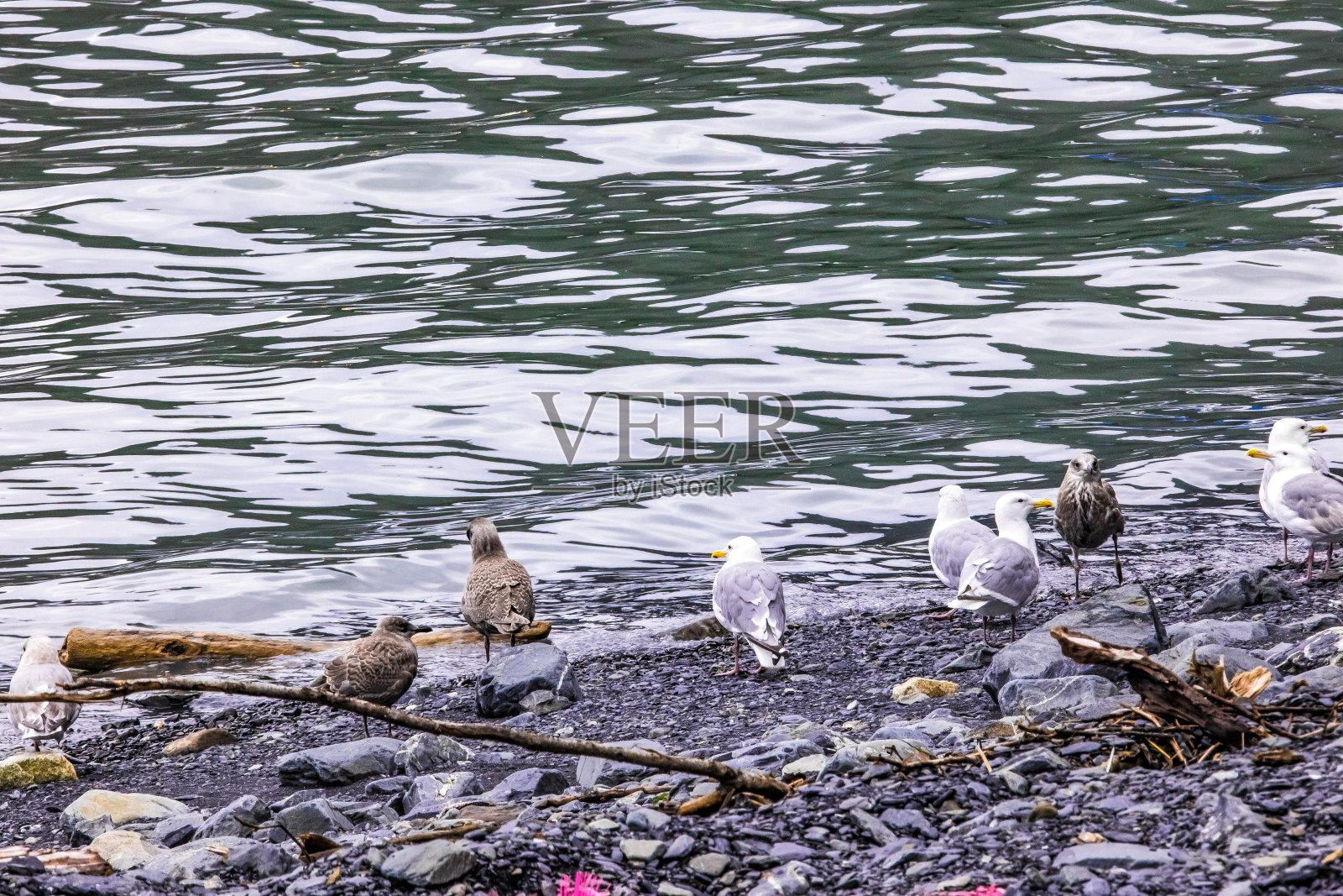 阿拉斯加苏厄德沿岸的海鸥和海鸟照片摄影图片