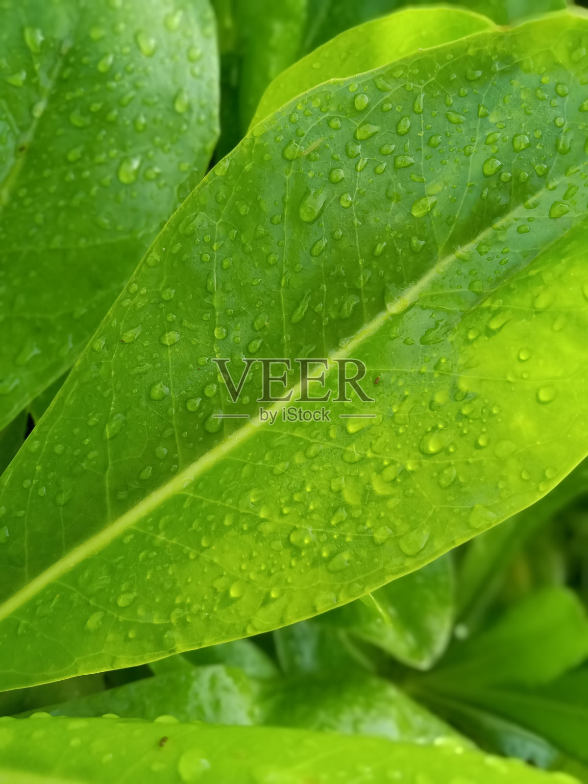 摄影照片摄影图片