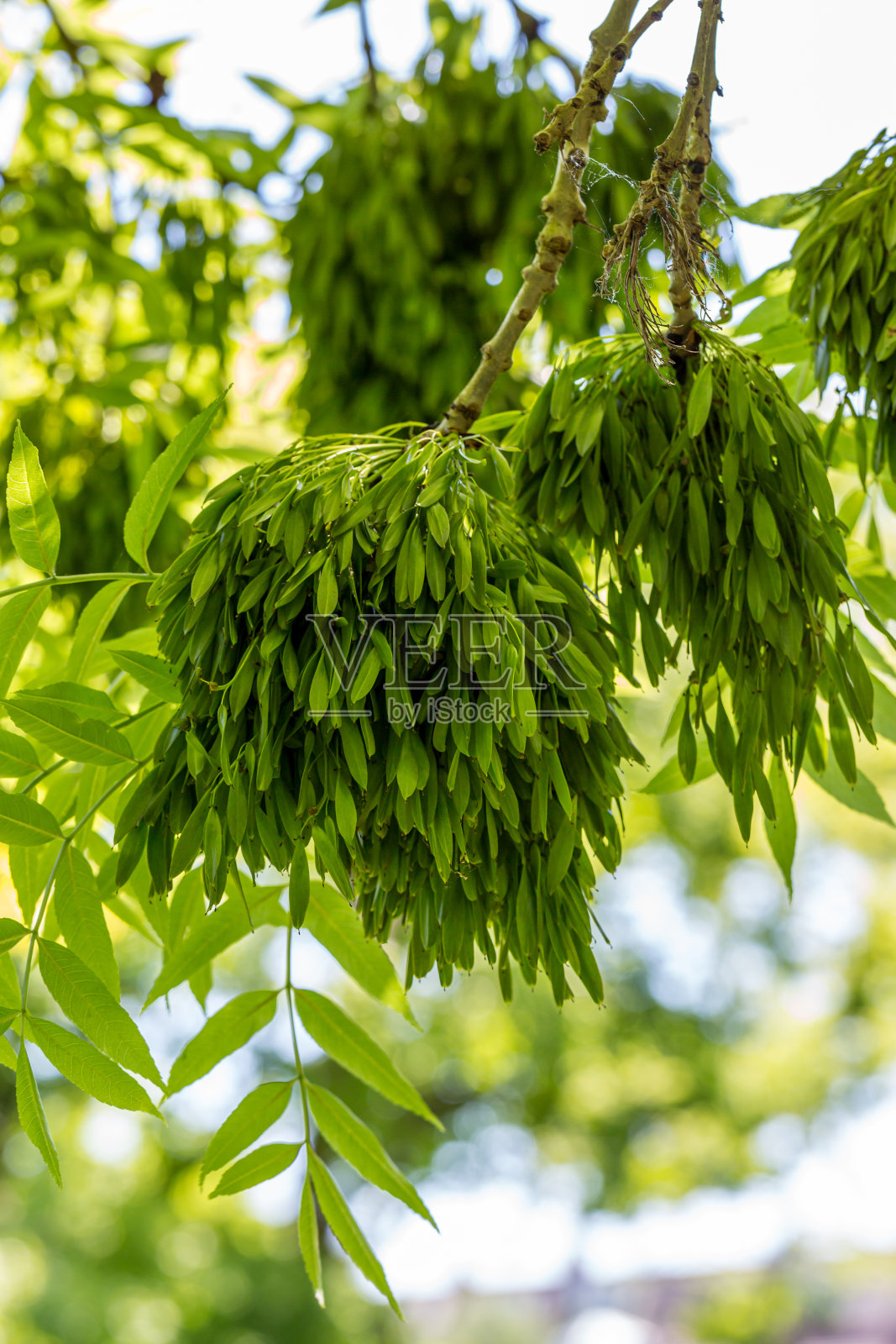 一簇簇的撒马拉斯，白蜡树上的种子，在浅深的田野里照片摄影图片
