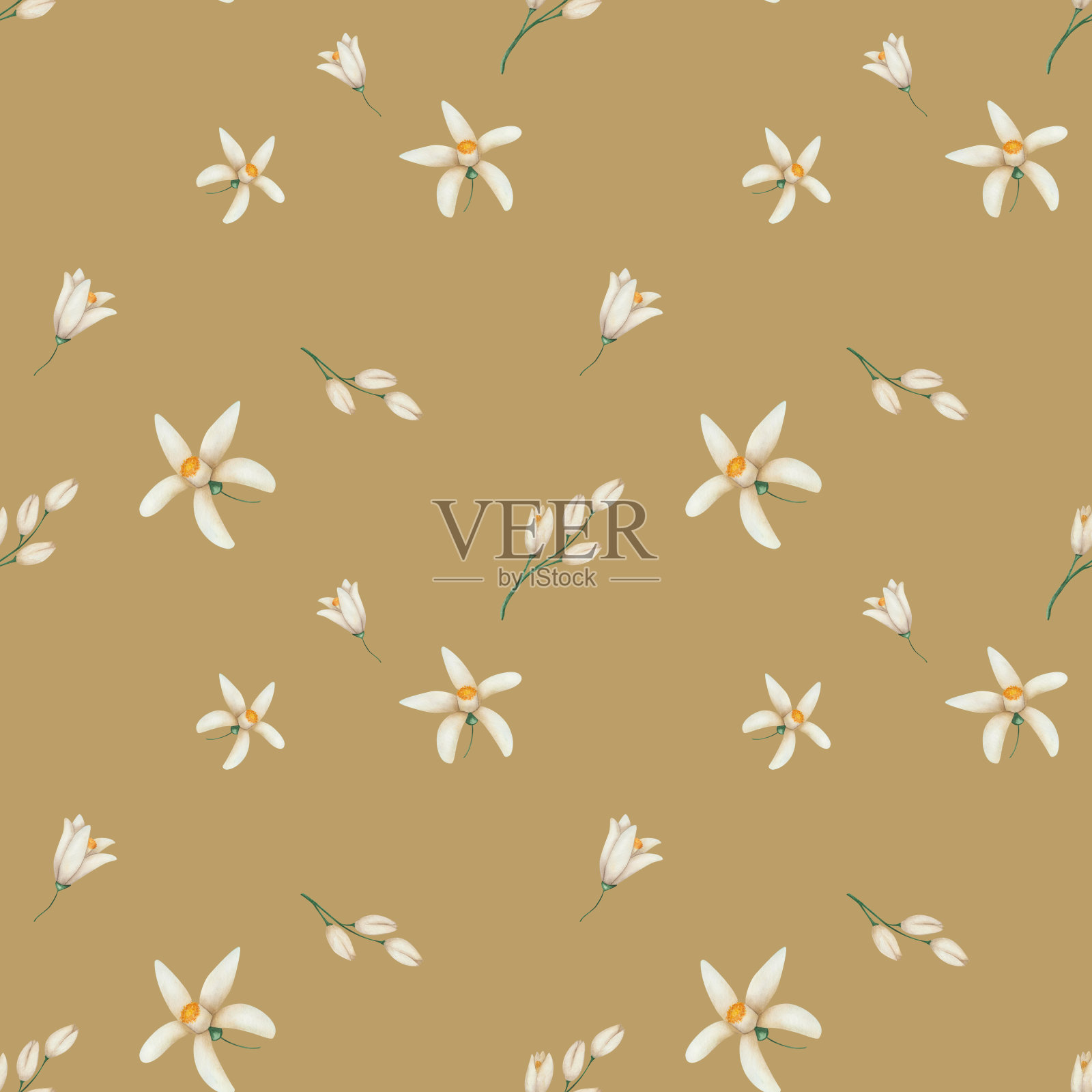 水彩无缝图案。手绘的米色花朵的插图，花有五个花瓣和花蕾。热带柑橘花。花卉图案。印刷在棕色背景的纺织品，包装插画图片素材