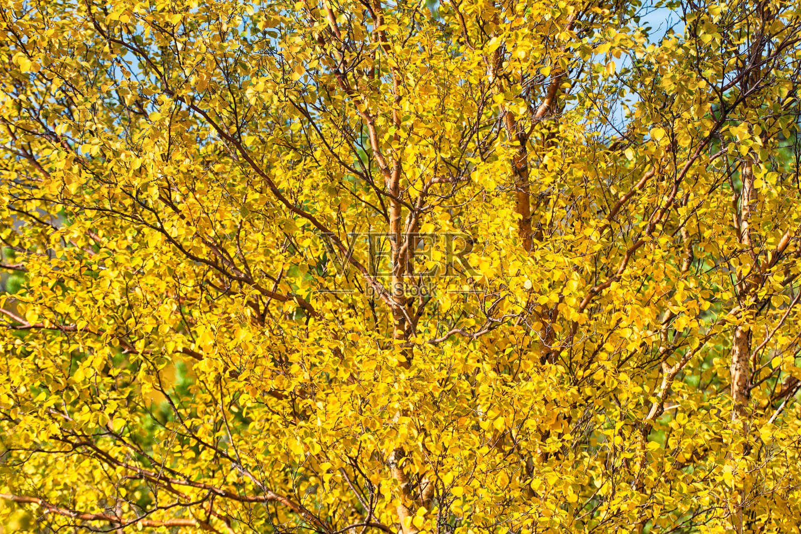 秋天的森林照片摄影图片