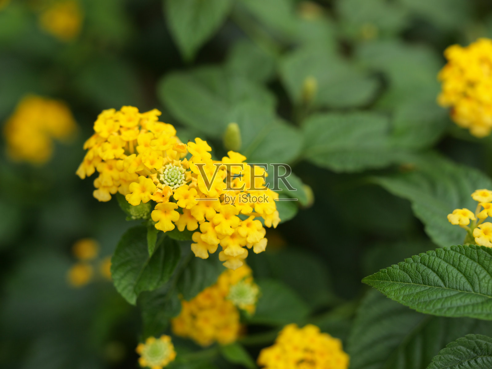 Lantana camara，同义词:普通Lantana，西班牙国旗，korsu wiiri, korsoe wiwiri, tickberry，西印度Lantana和Thirei，是马鞭草科的开花植物照片摄影图片