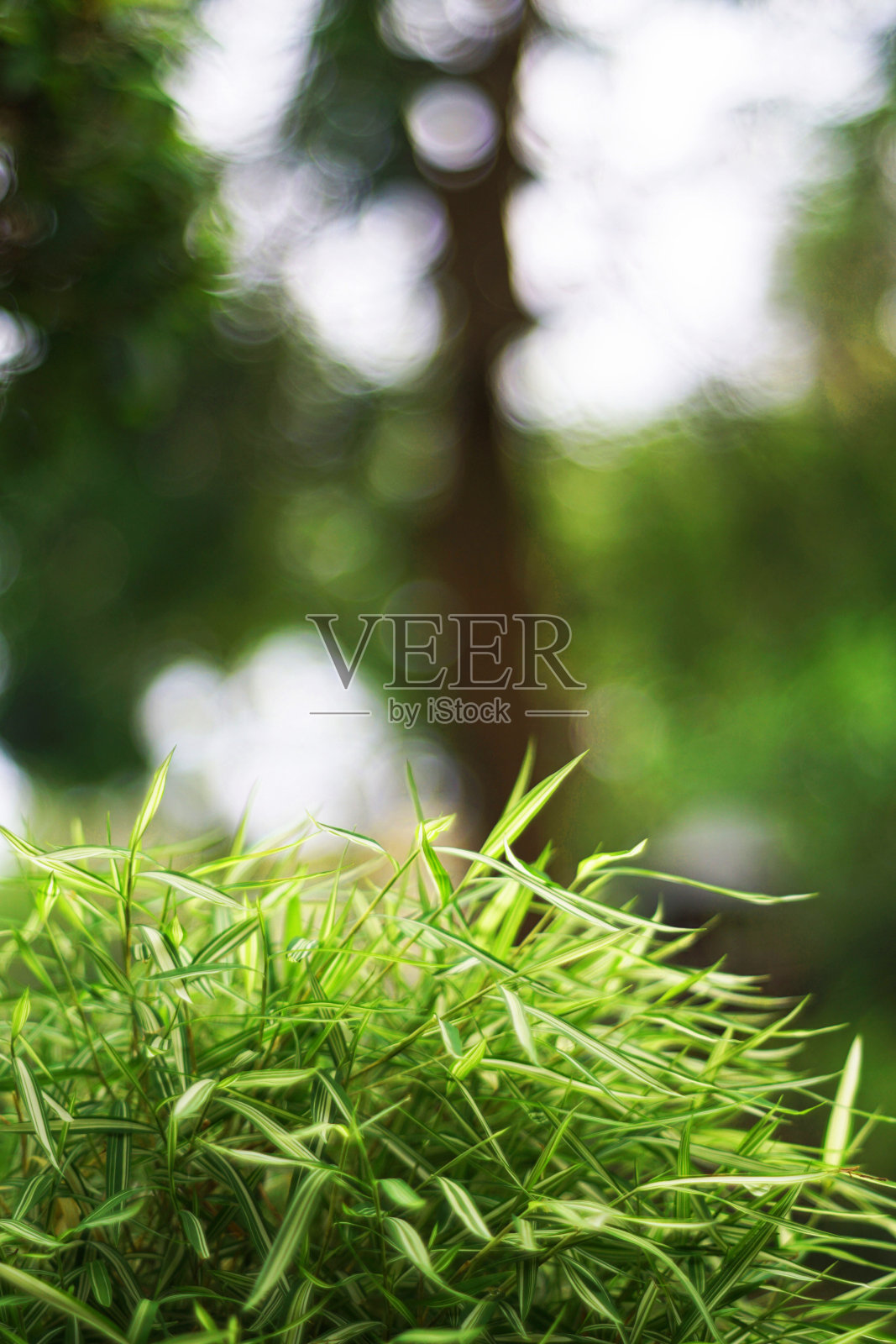 银竹丛照片摄影图片