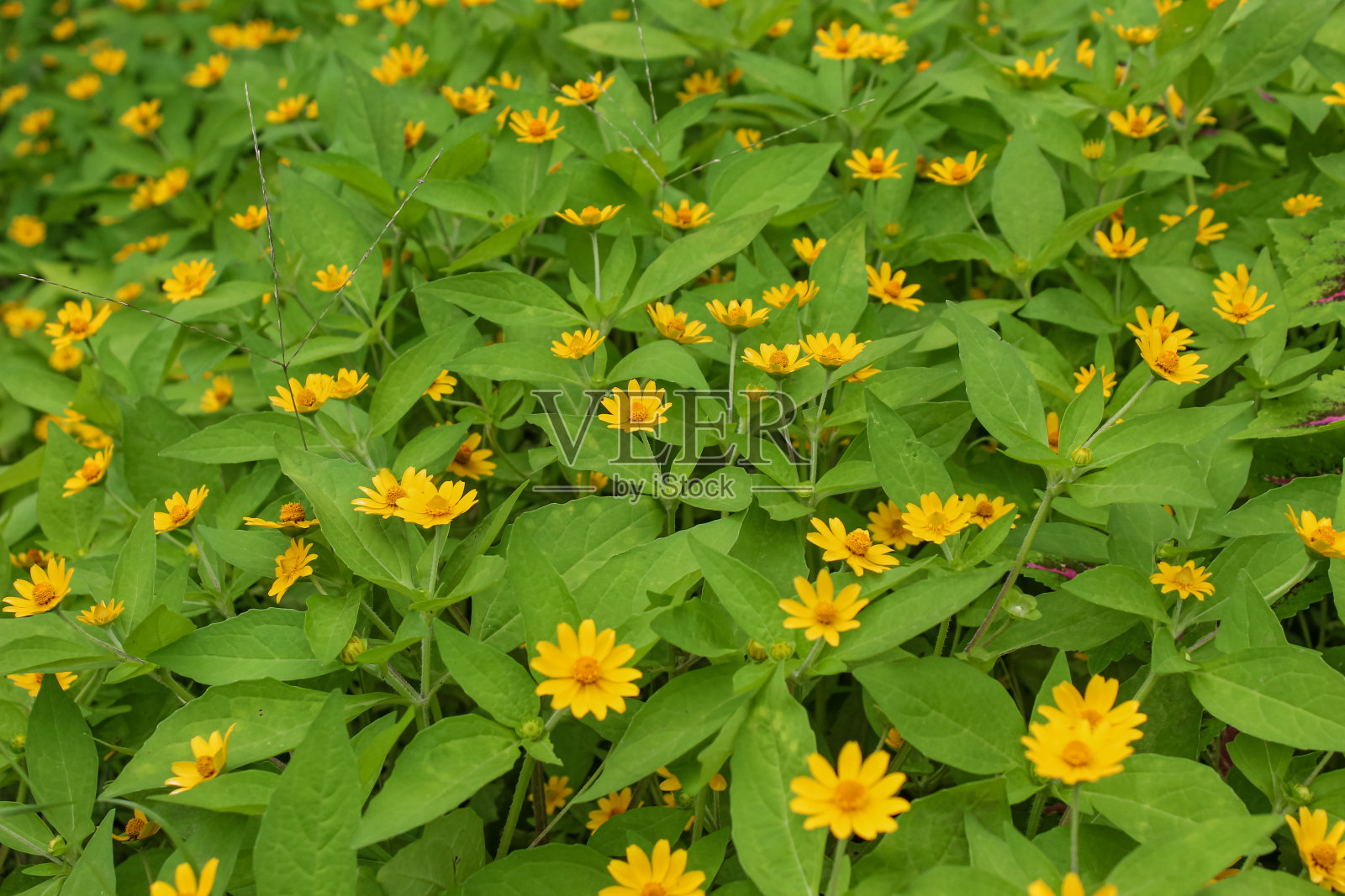 花照片摄影图片