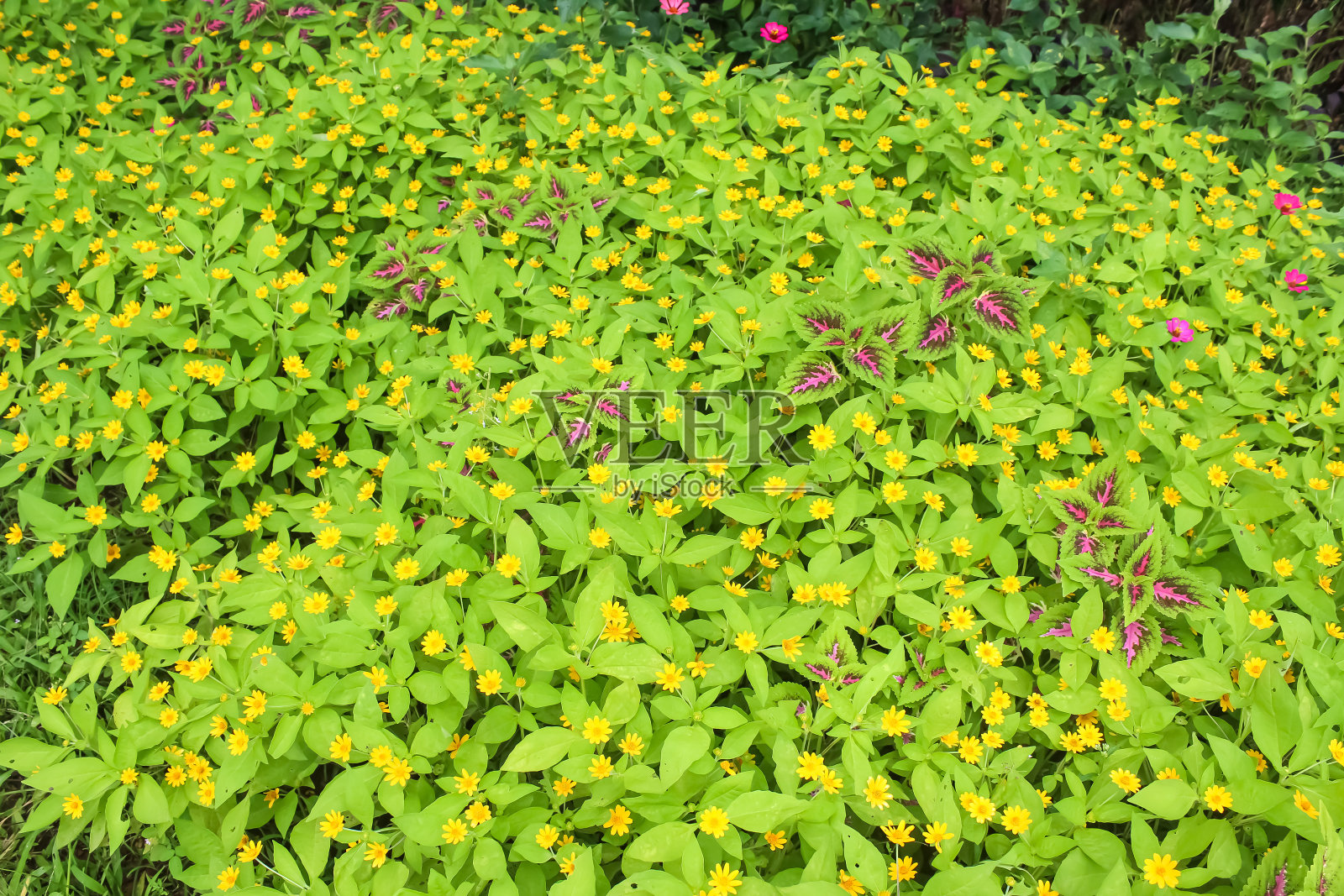 花照片摄影图片