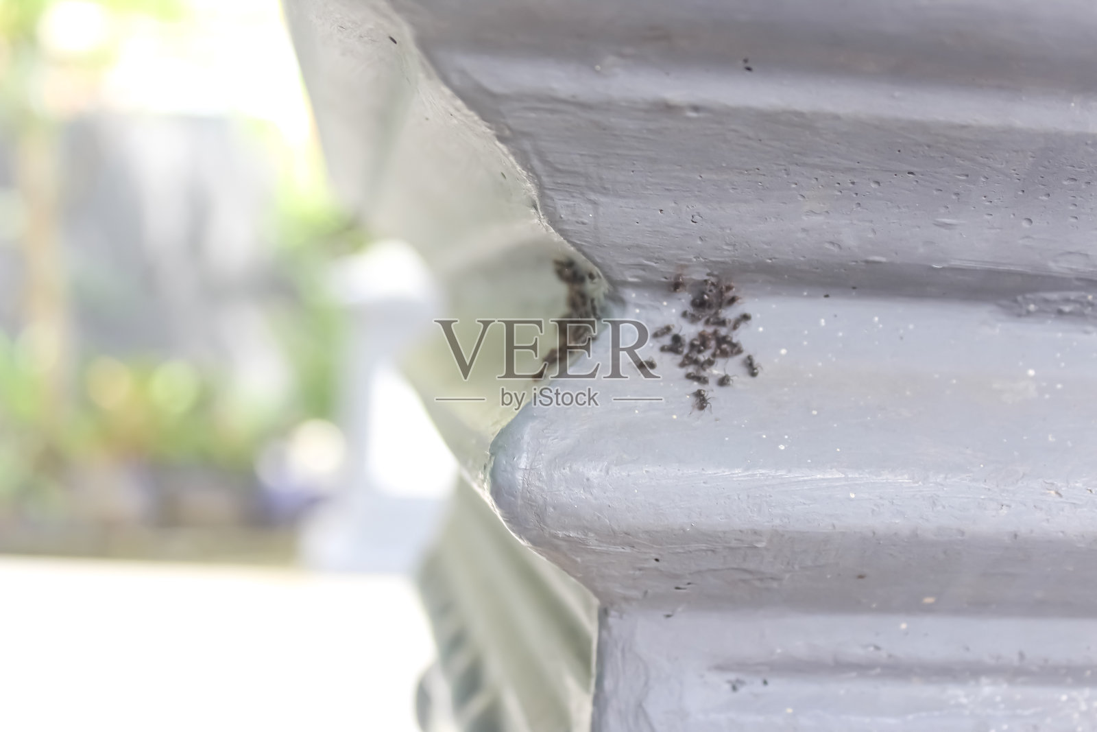 蚂蚁照片摄影图片