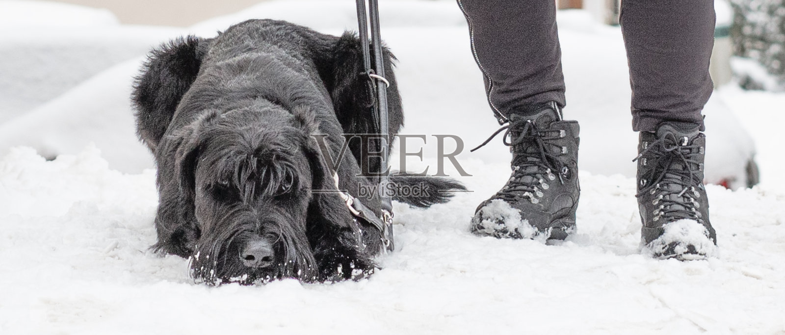 巨型雪纳瑞犬照片摄影图片