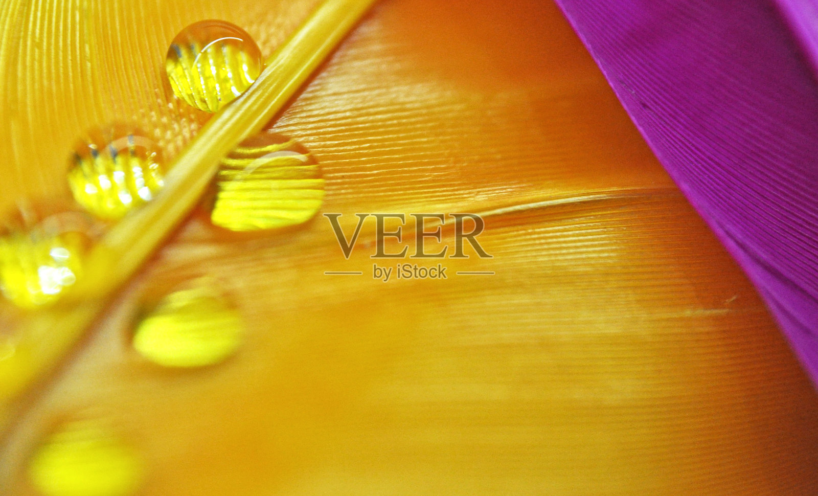 彩色染色鸭羽毛上的水滴在黄色和粉红色的露水上特写照片摄影图片