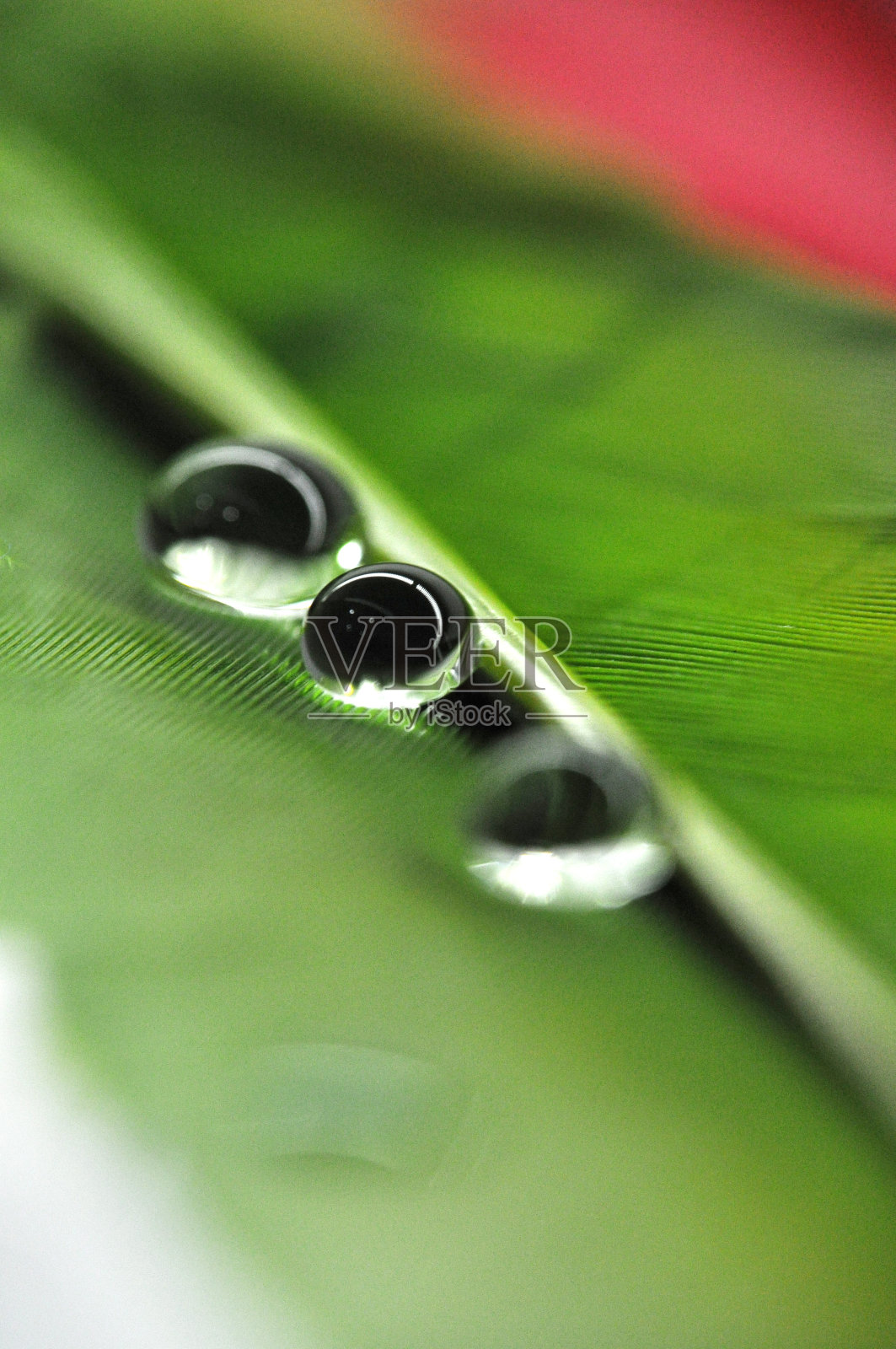 彩色染色鸭羽毛上的水滴在绿和红的露珠上特写照片摄影图片