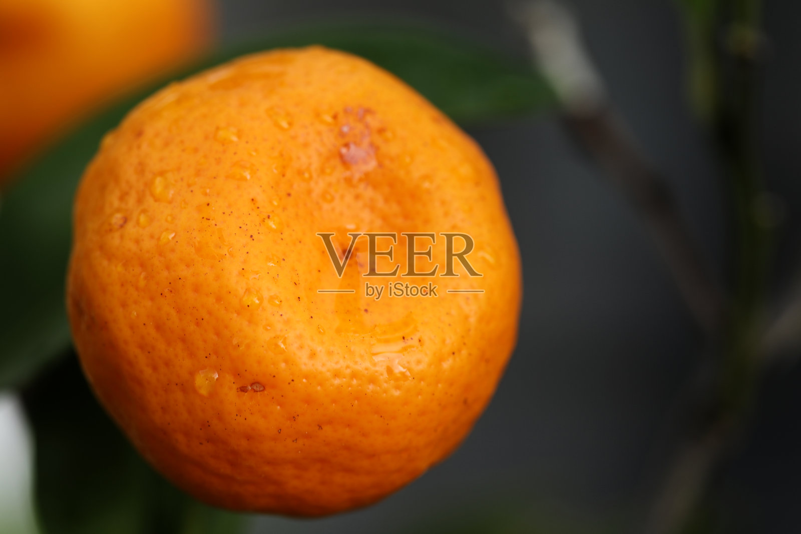 灌木上的金桔照片摄影图片