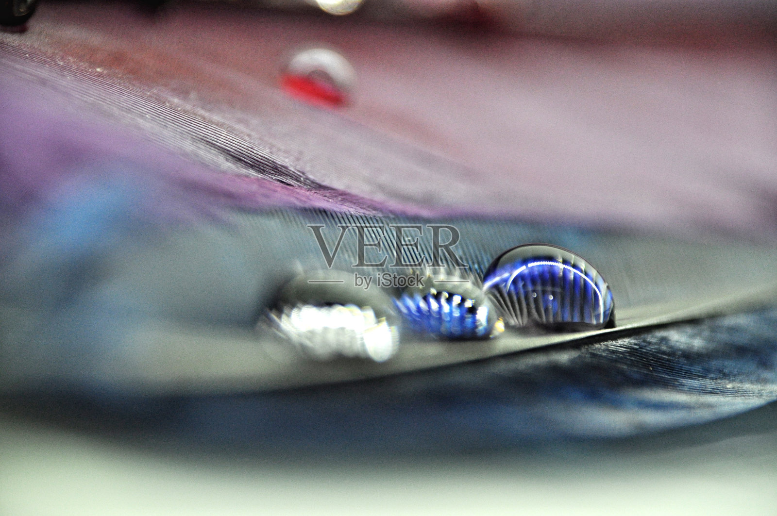 水滴在彩色染色鸭羽毛上的露水特写;紫色和蓝色照片摄影图片