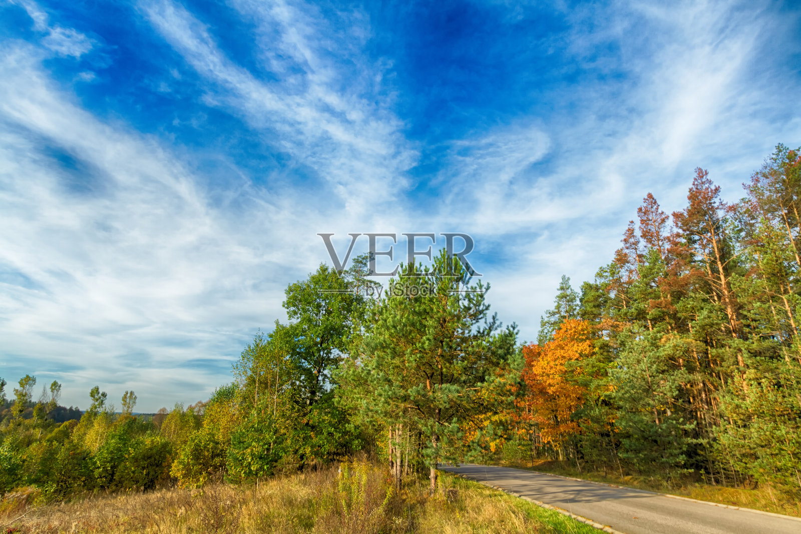 景观秋天森林五颜六色的树木，秋天波兰，欧洲和惊人的蓝天与云，阳光明媚的日子照片摄影图片