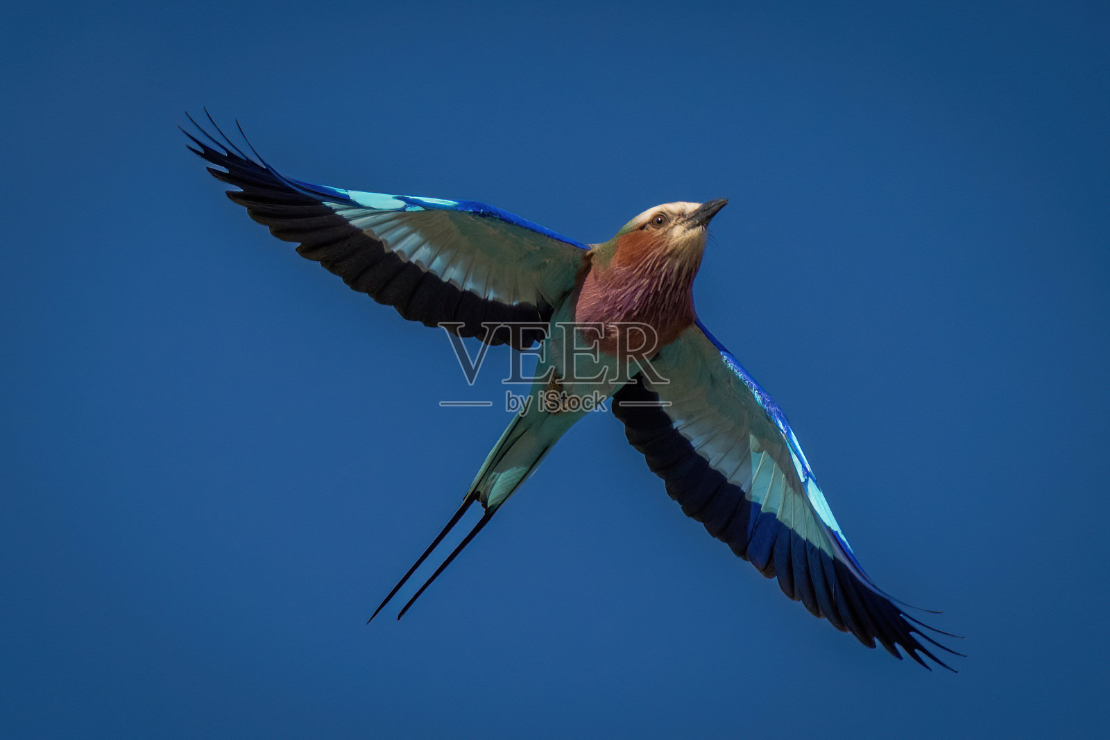 淡紫色胸襟的滚筒飞过湛蓝的天空照片摄影图片