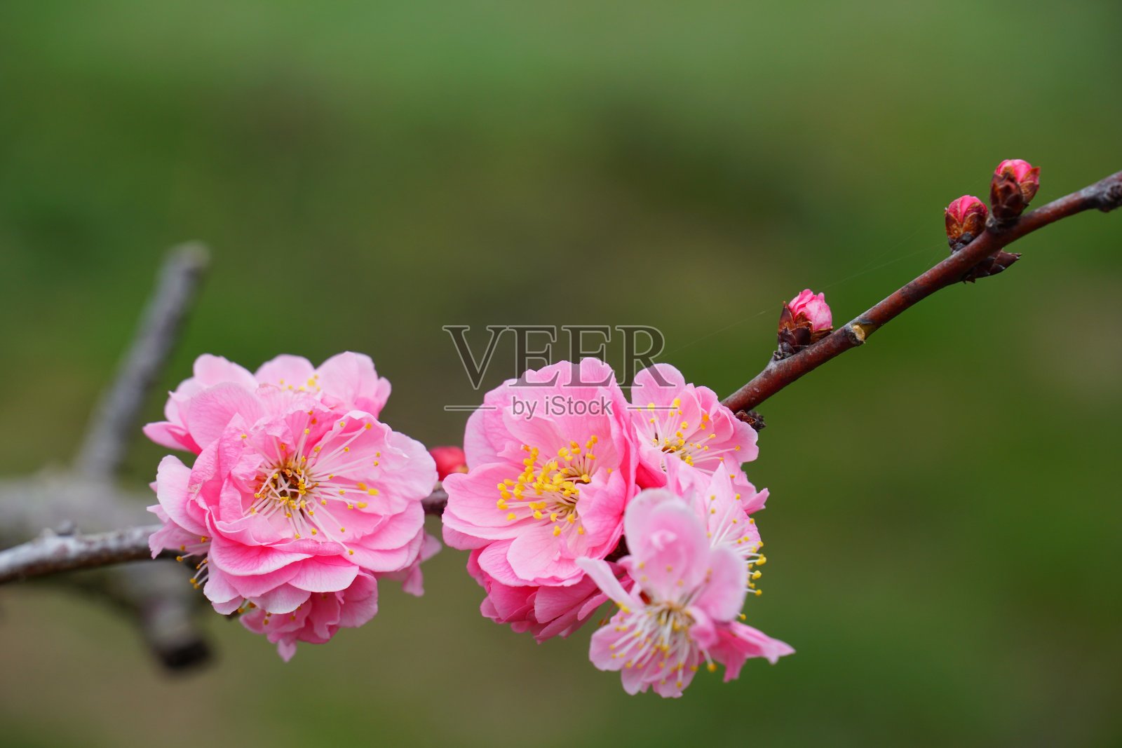 梅花图案照片摄影图片