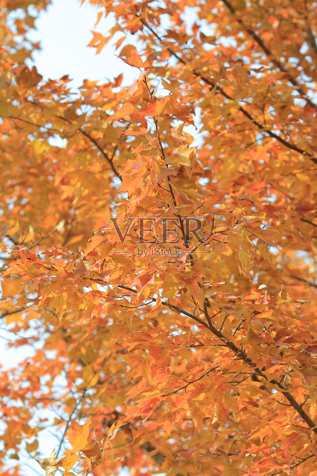 红枫叶背景，香港照片摄影图片