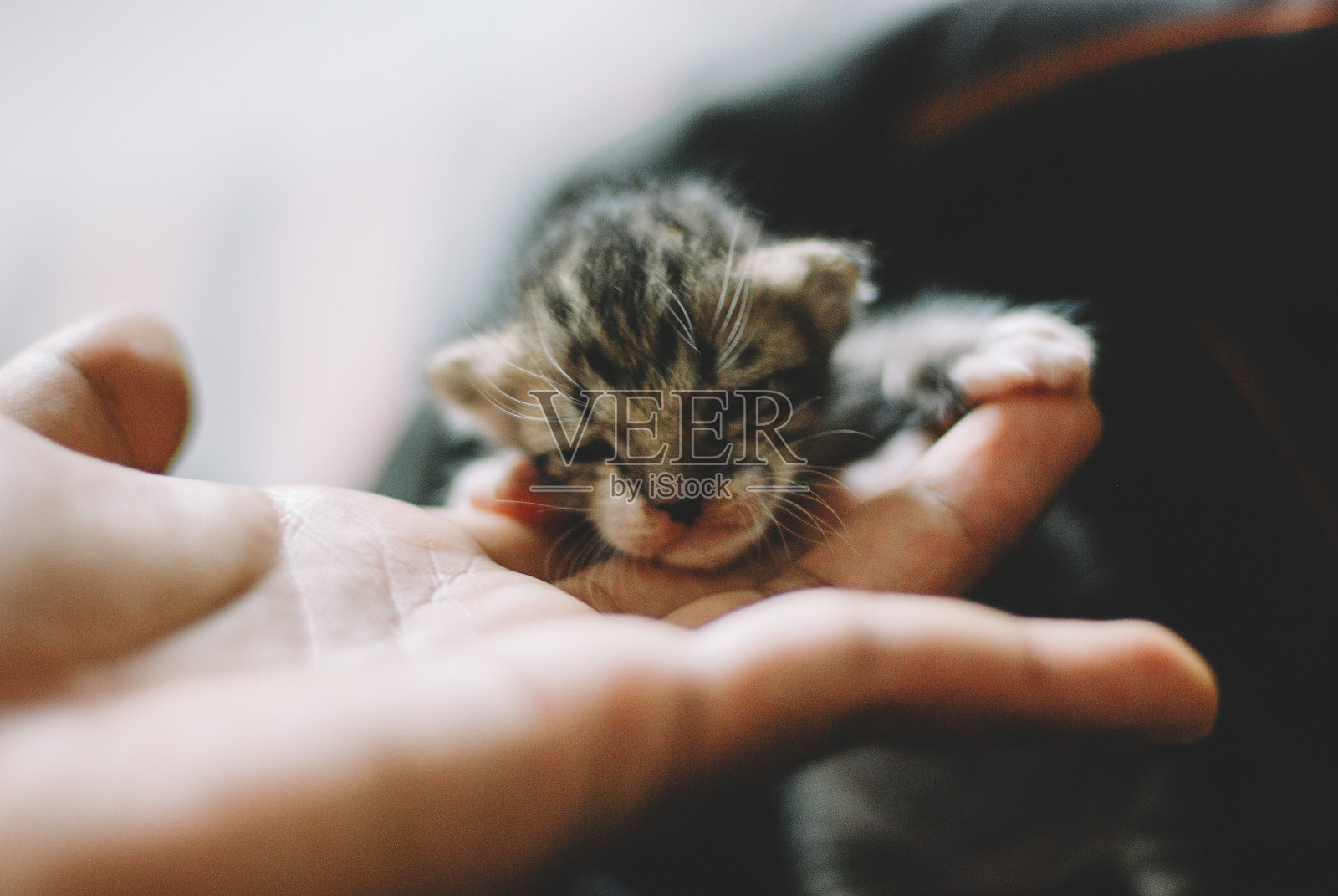 可爱的新生小猫照片摄影图片