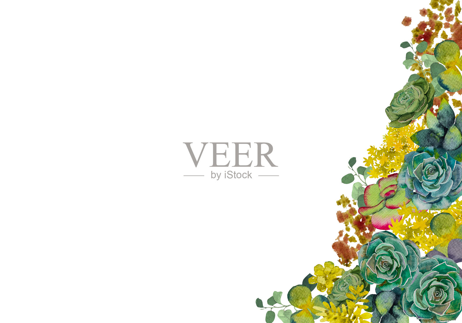一组时尚的水彩多肉植物。水彩画的多肉植物插画图片素材