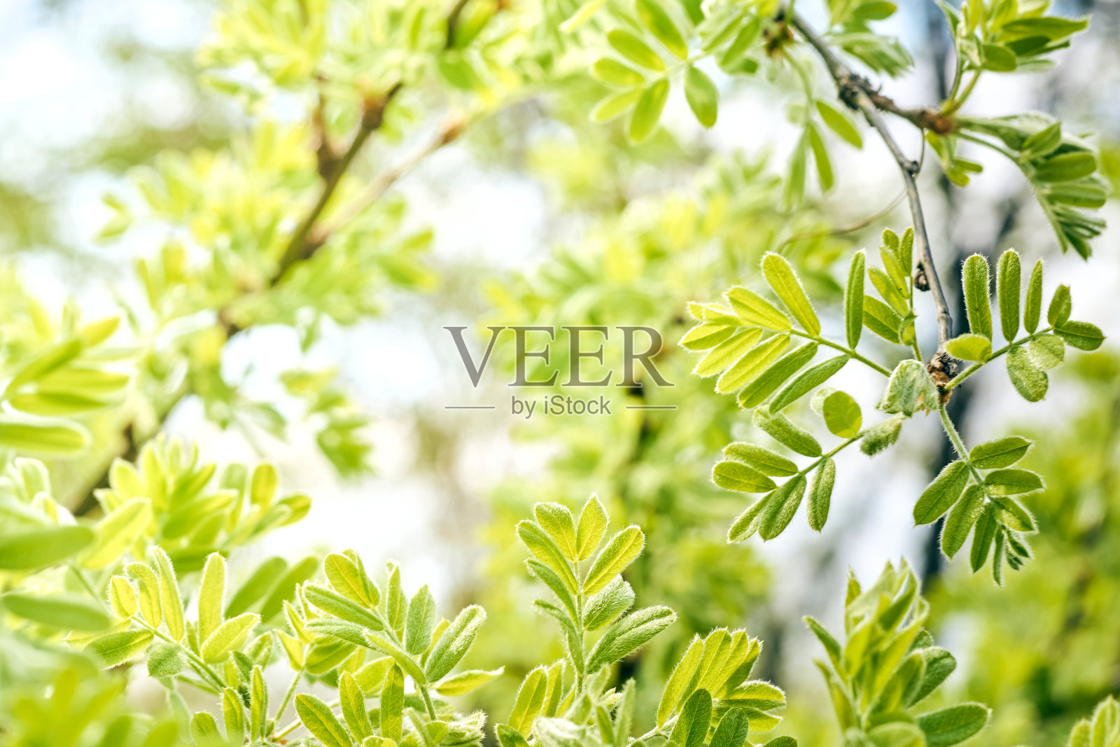 春暖花开，绿意盎然，嫩芽嫩芽照片摄影图片