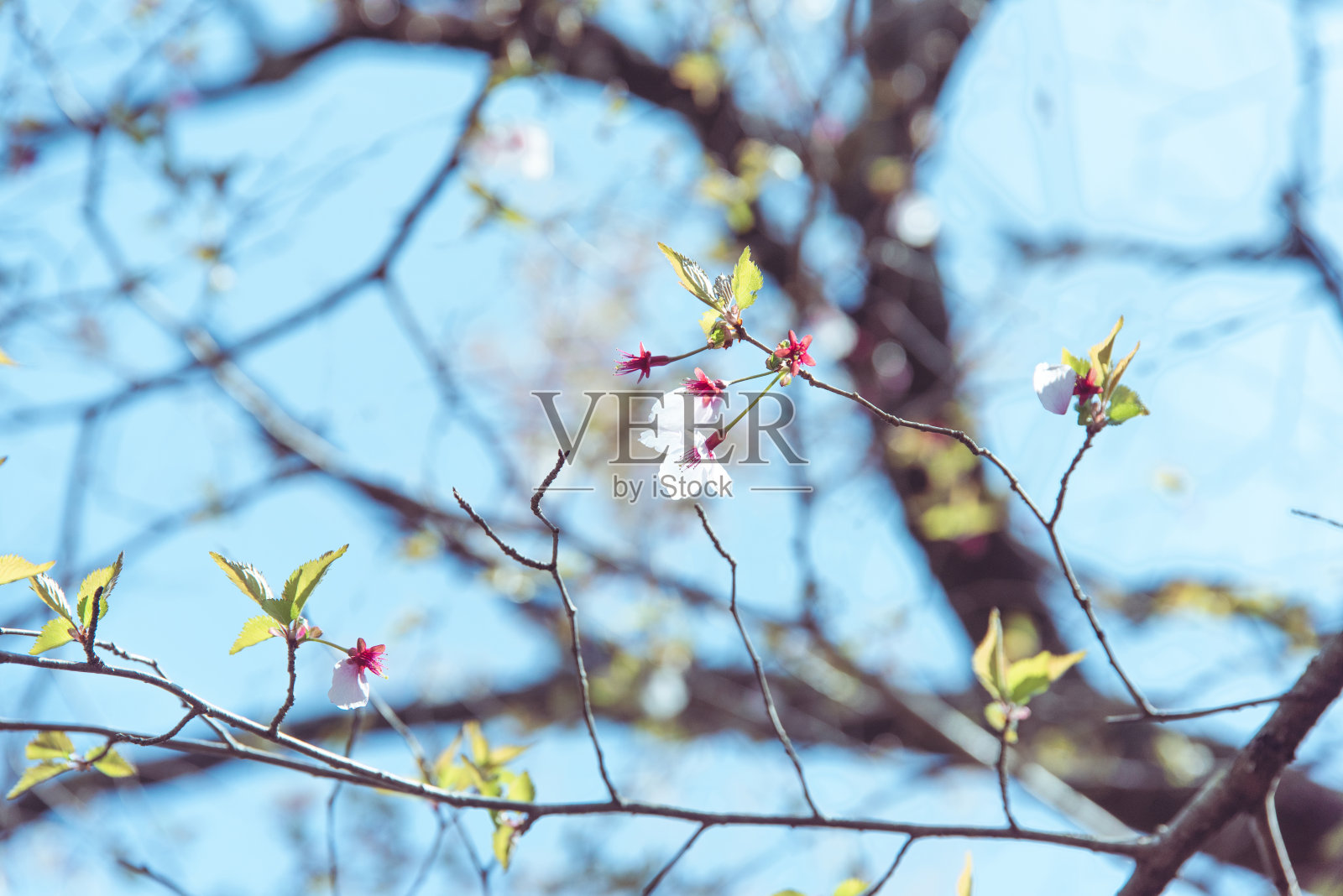 过渡到叶樱花照片摄影图片