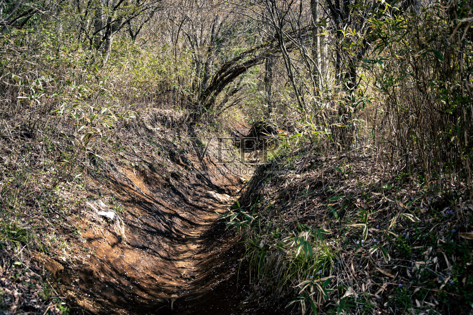 通往近木山的道路照片摄影图片
