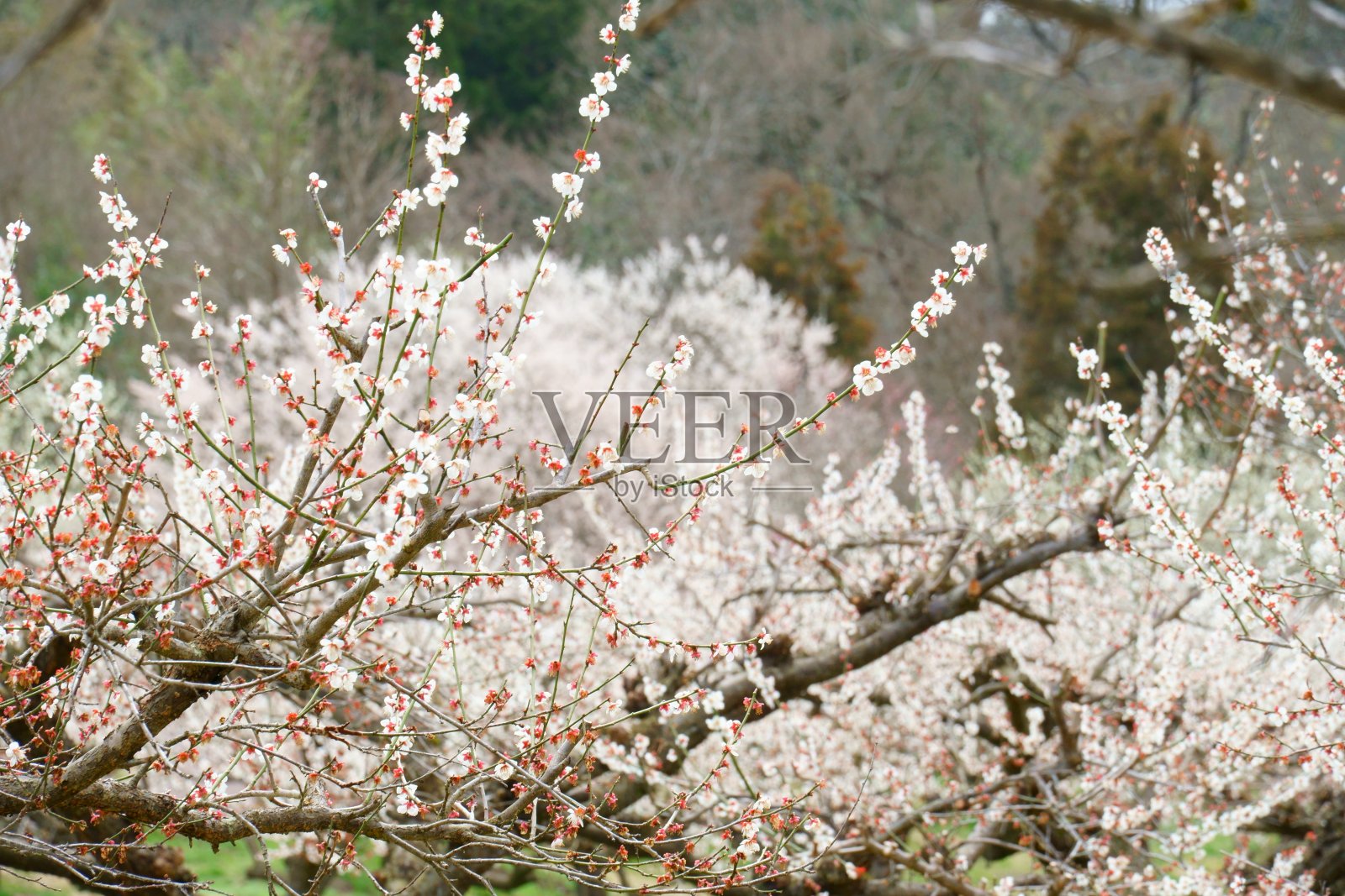 梅花林照片摄影图片