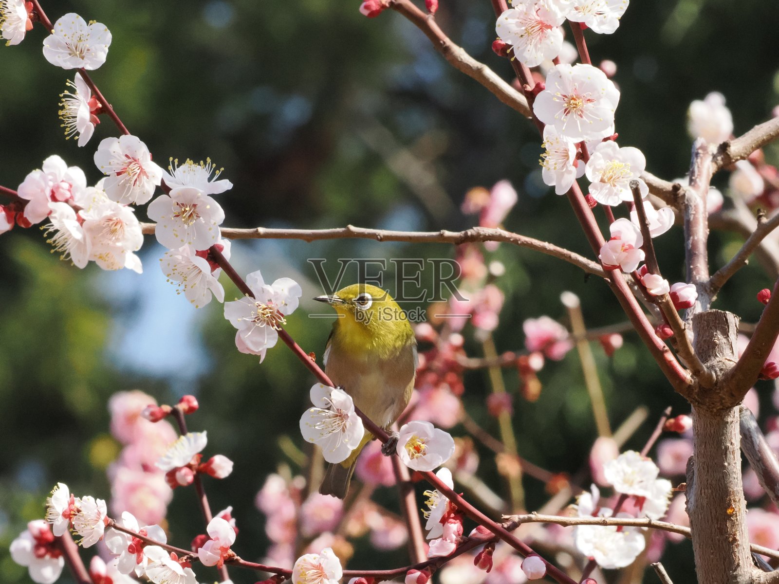 白色的眼照片摄影图片