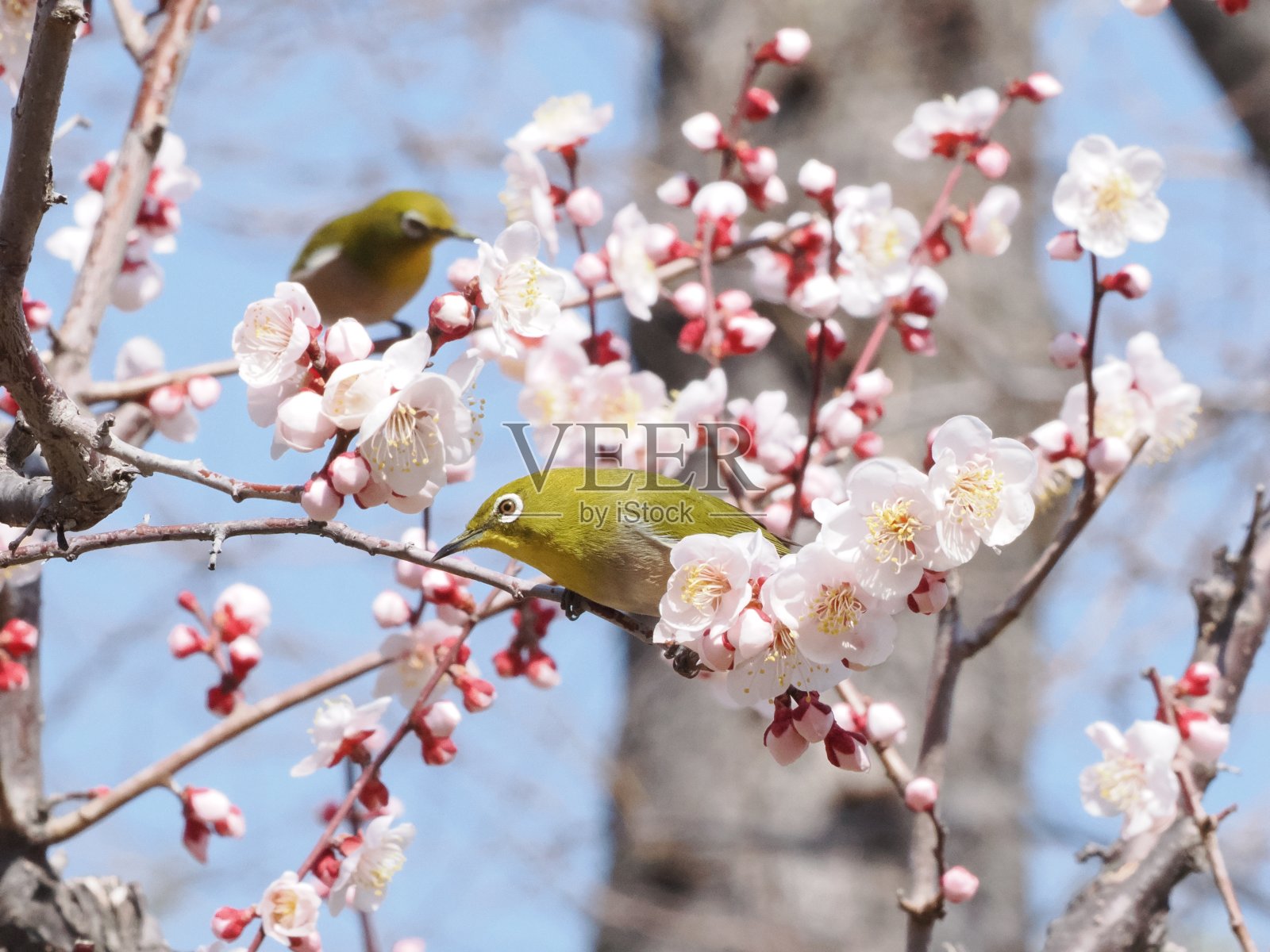 白色的眼照片摄影图片
