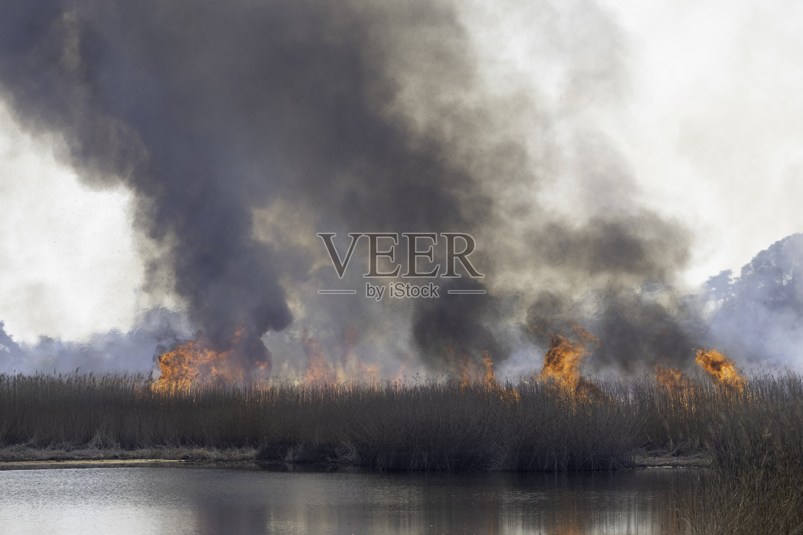 燃烧的火焰和烟雾燃烧芦苇群落照片摄影图片