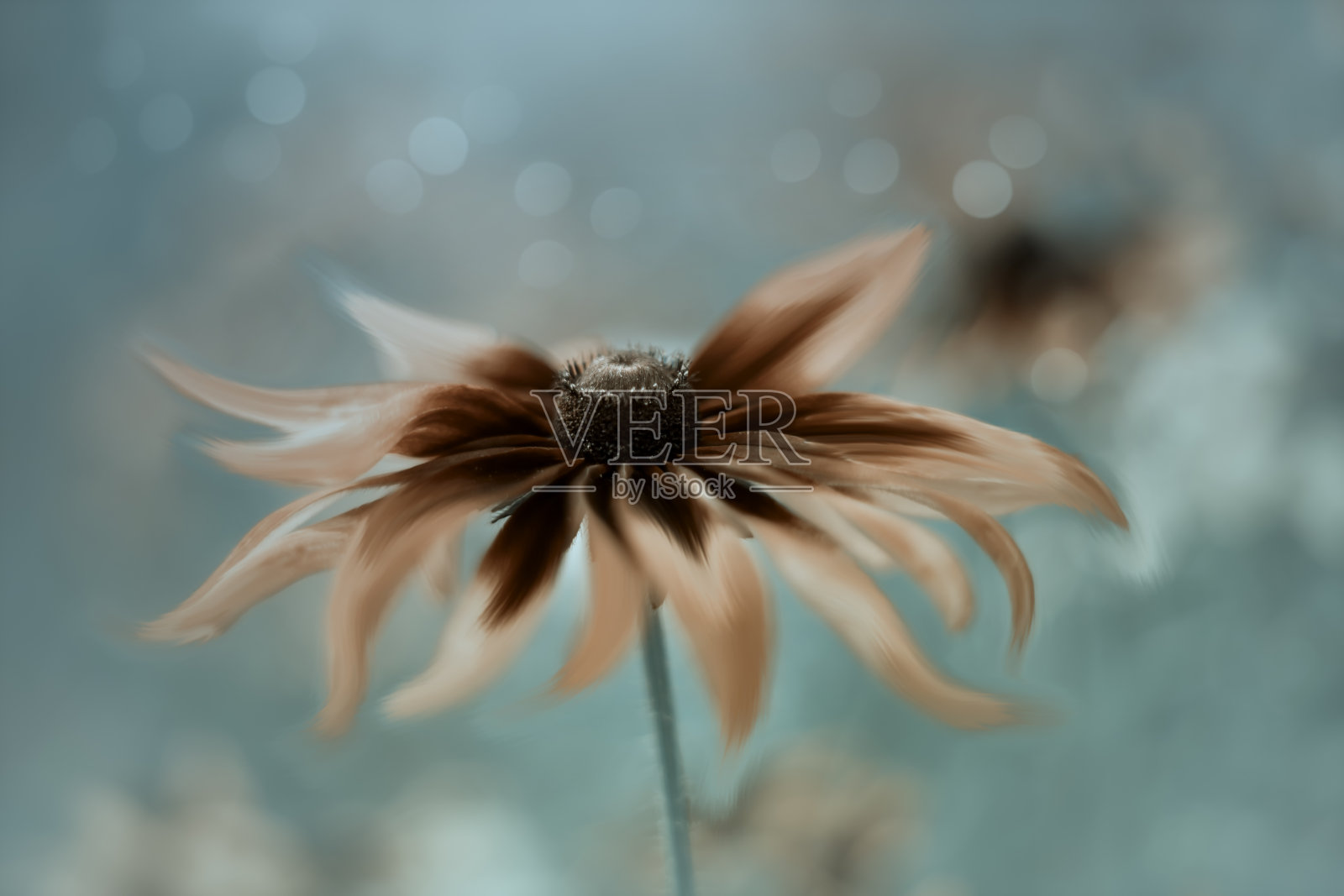 鲁德贝基亚照片摄影图片