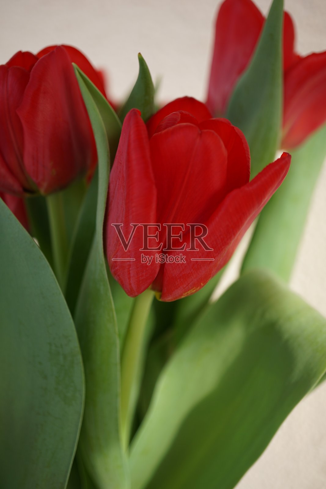 一束红色郁金香。一束红色的郁金香。一束美丽新鲜的红色郁金香。照片摄影图片