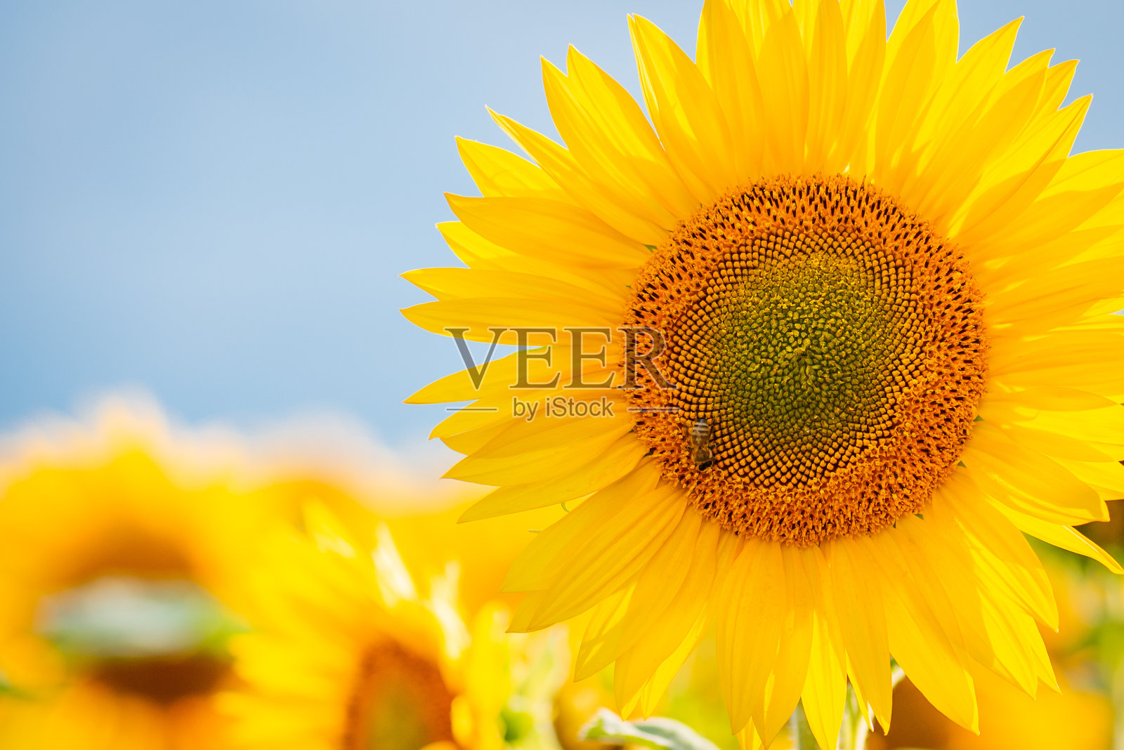 特写镜头与开花的向日葵在蓝天的复制空间照片摄影图片