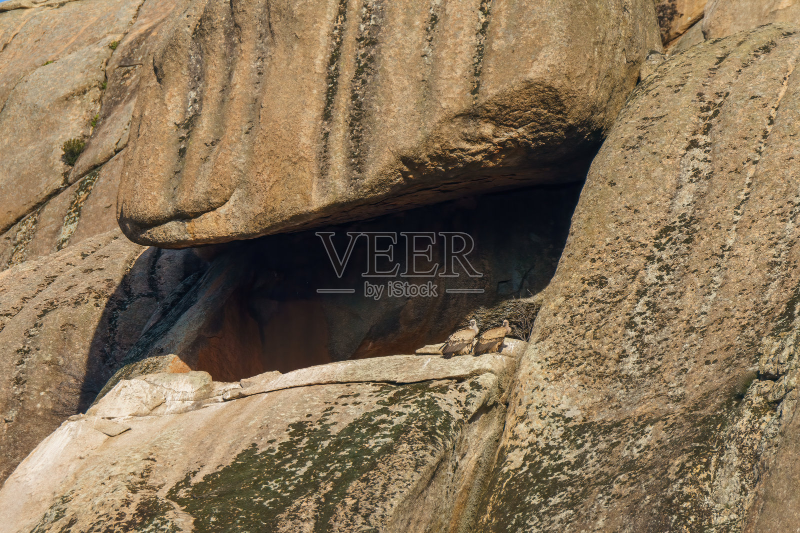 格里芬秃鹫在花岗岩上筑巢，旁边有树照片摄影图片