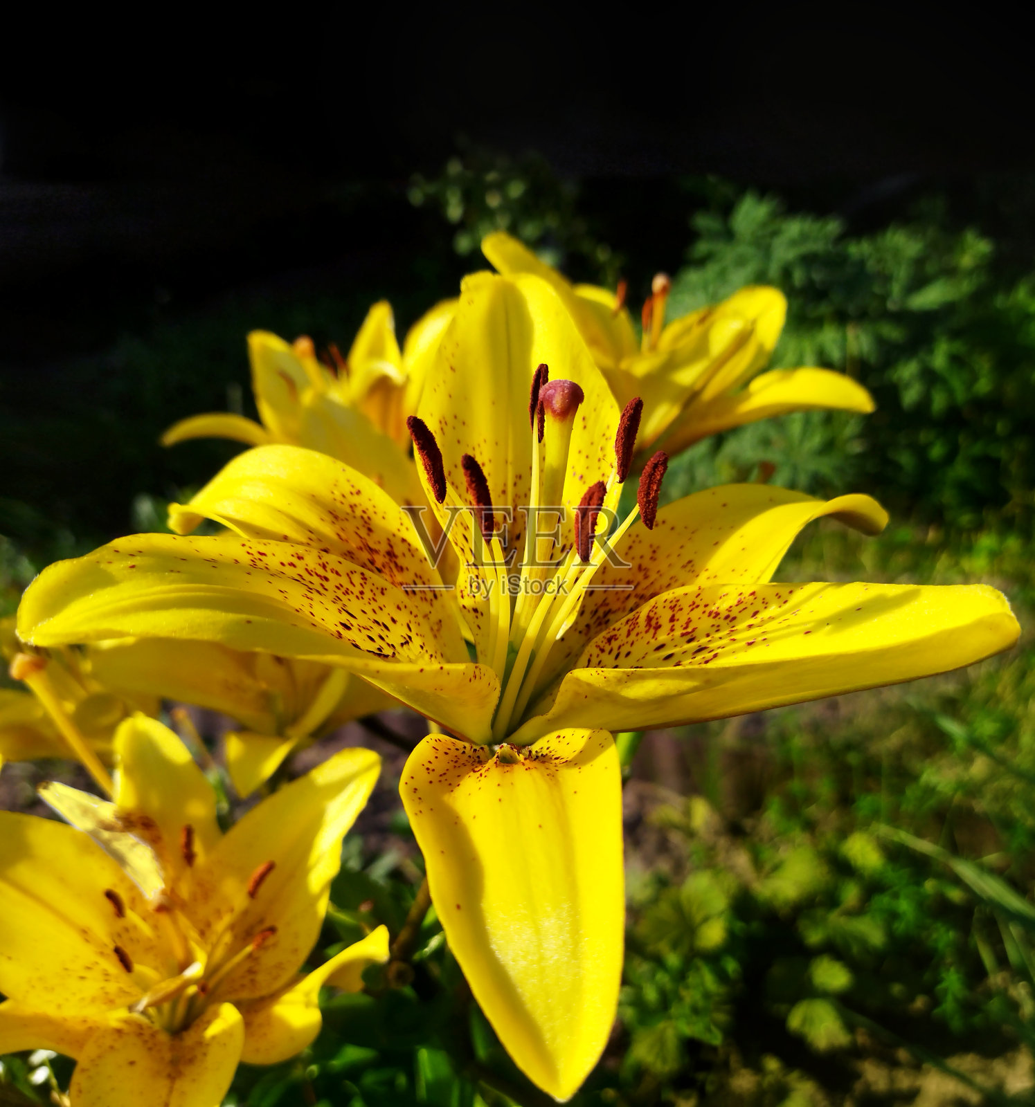 黄色的百合花(萱草属)在明亮的阳光下在花园里开花。照片摄影图片